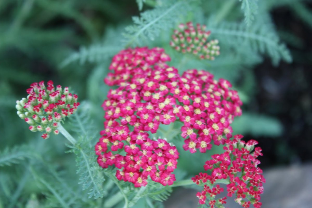 Тысячелистник Achillea Pineapple Mango