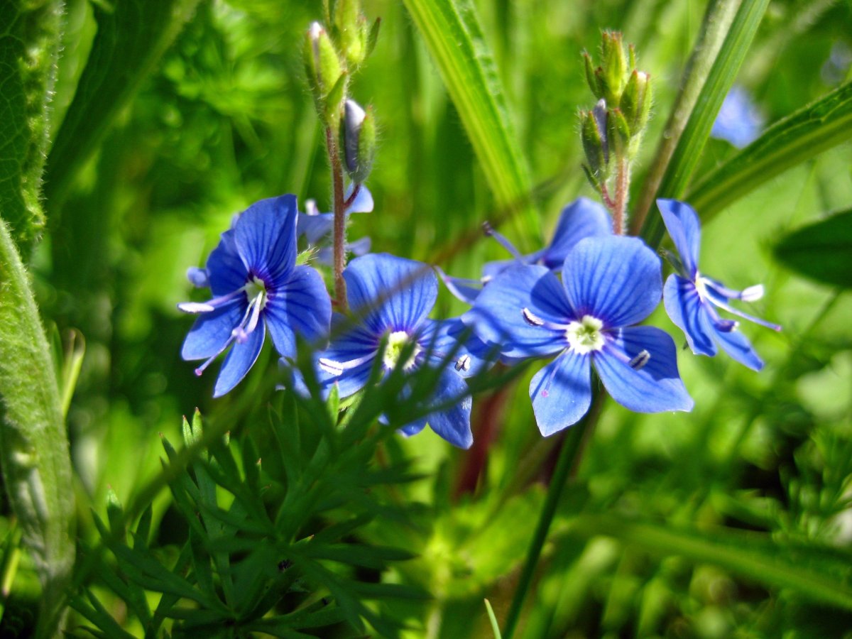 Луговые цветы синего цвета