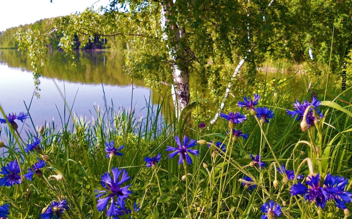 Природа васильки
