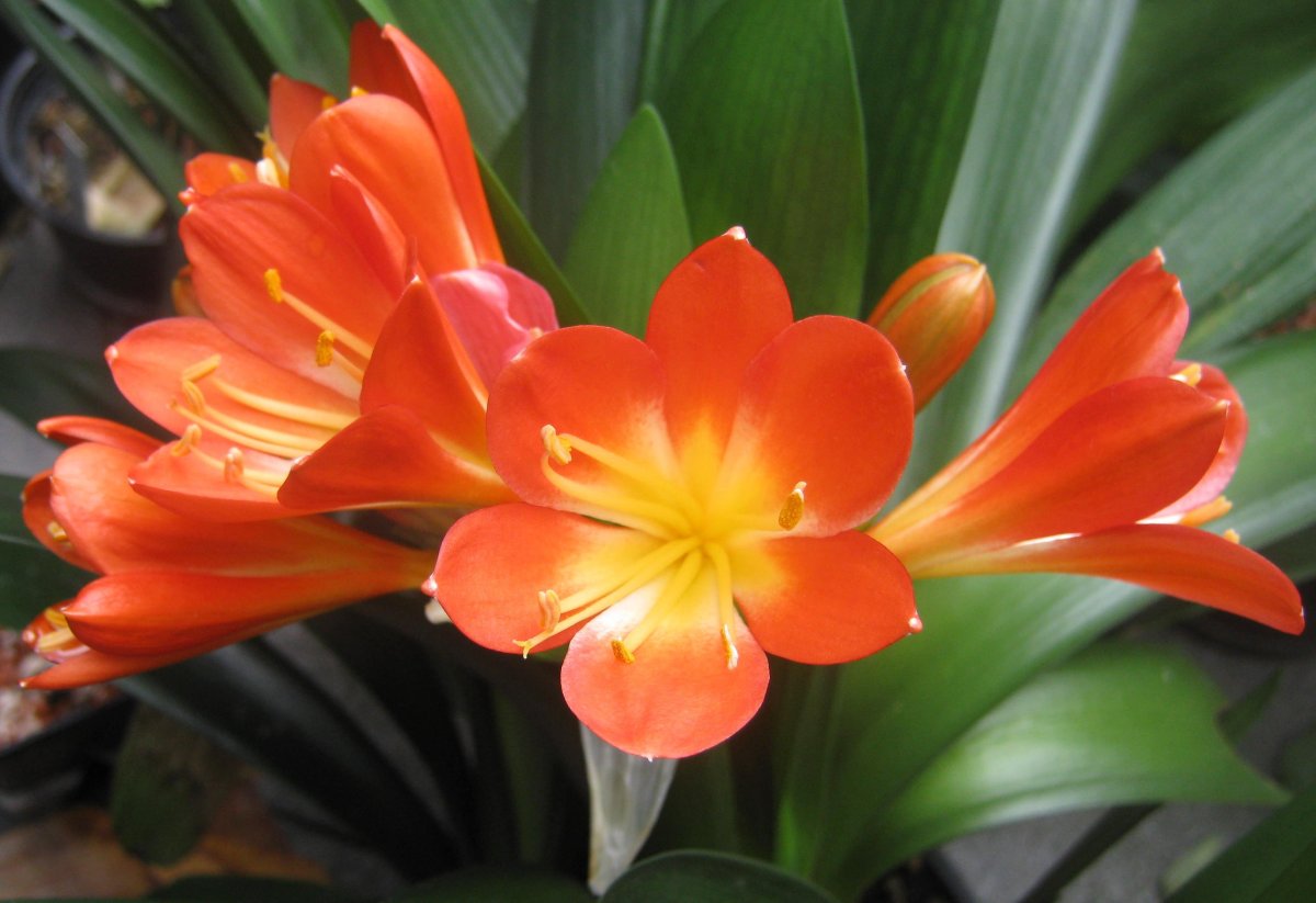 Кливия прекрасная Clivia Nobilis