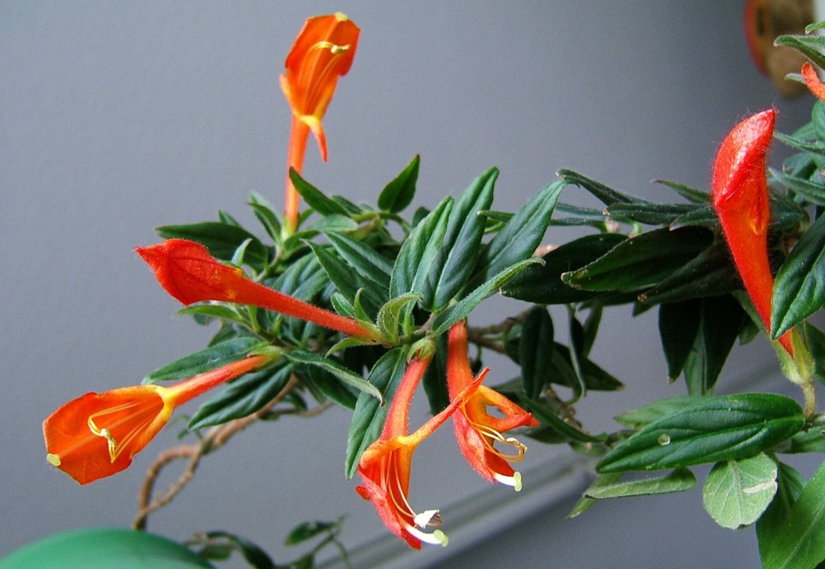 Колумнея microphylla