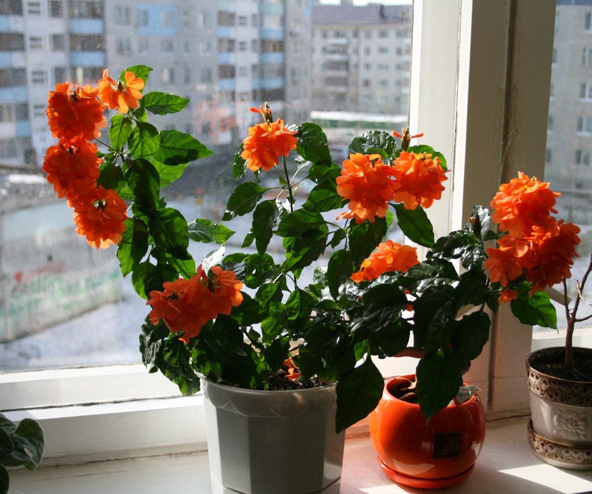Кроссандра оранжевая