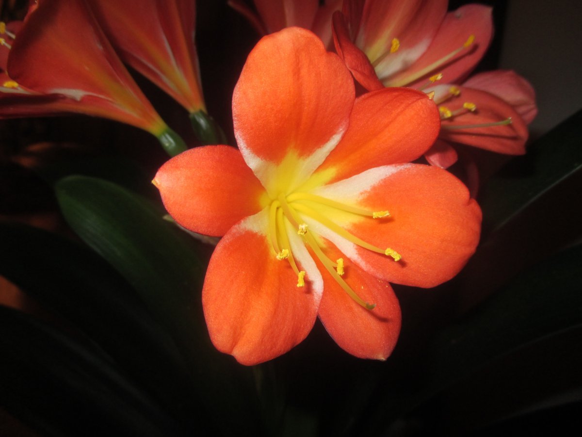 Clivia Orange цветок