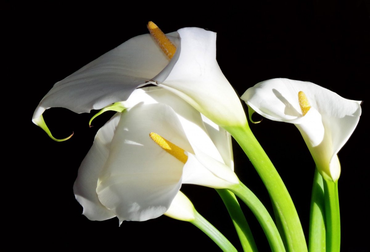 Белые каллы цветы