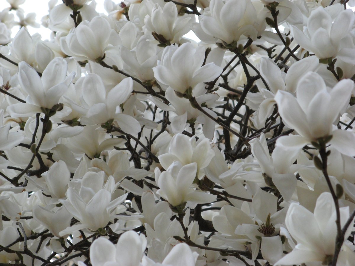 Дерево цветущее белыми цветами