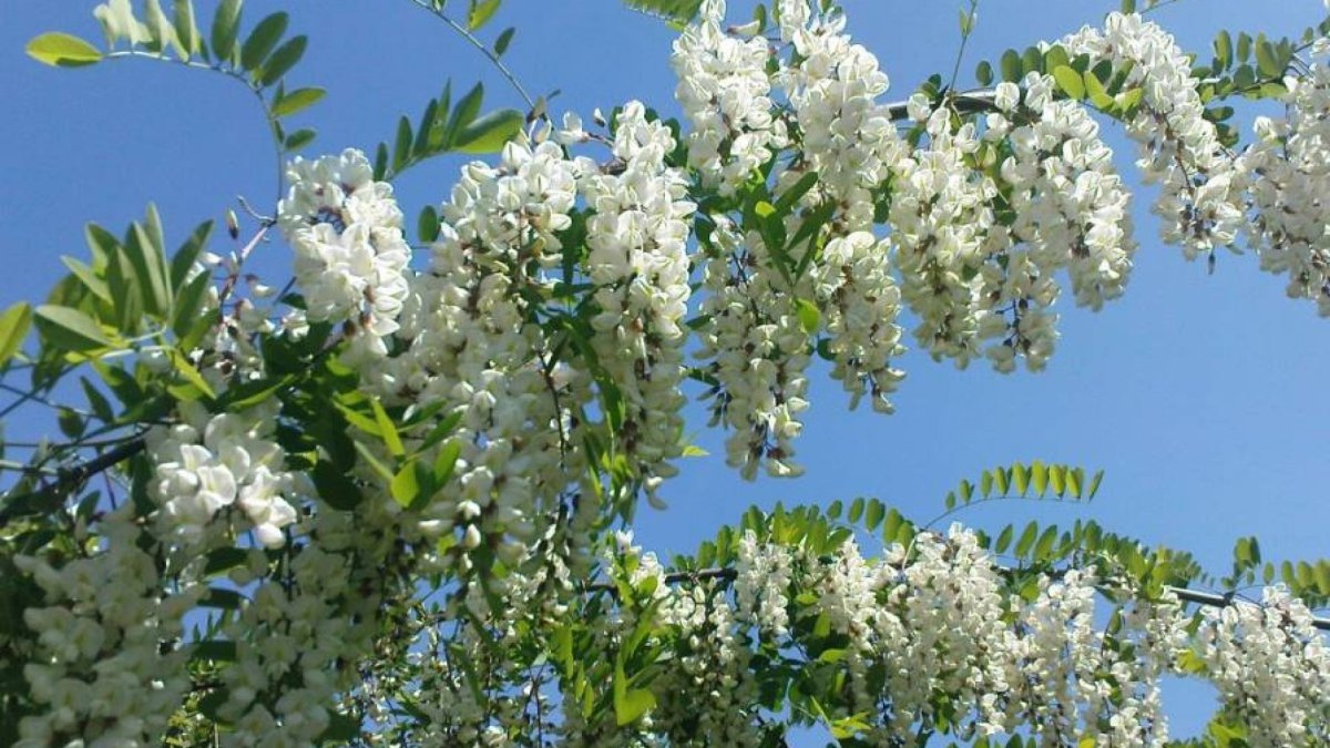Акация белая (Робиния)