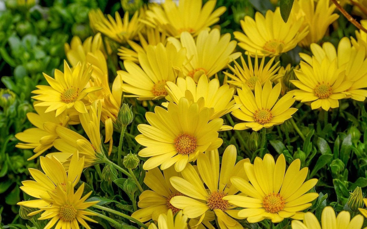 Желтые летние цветы многолетники