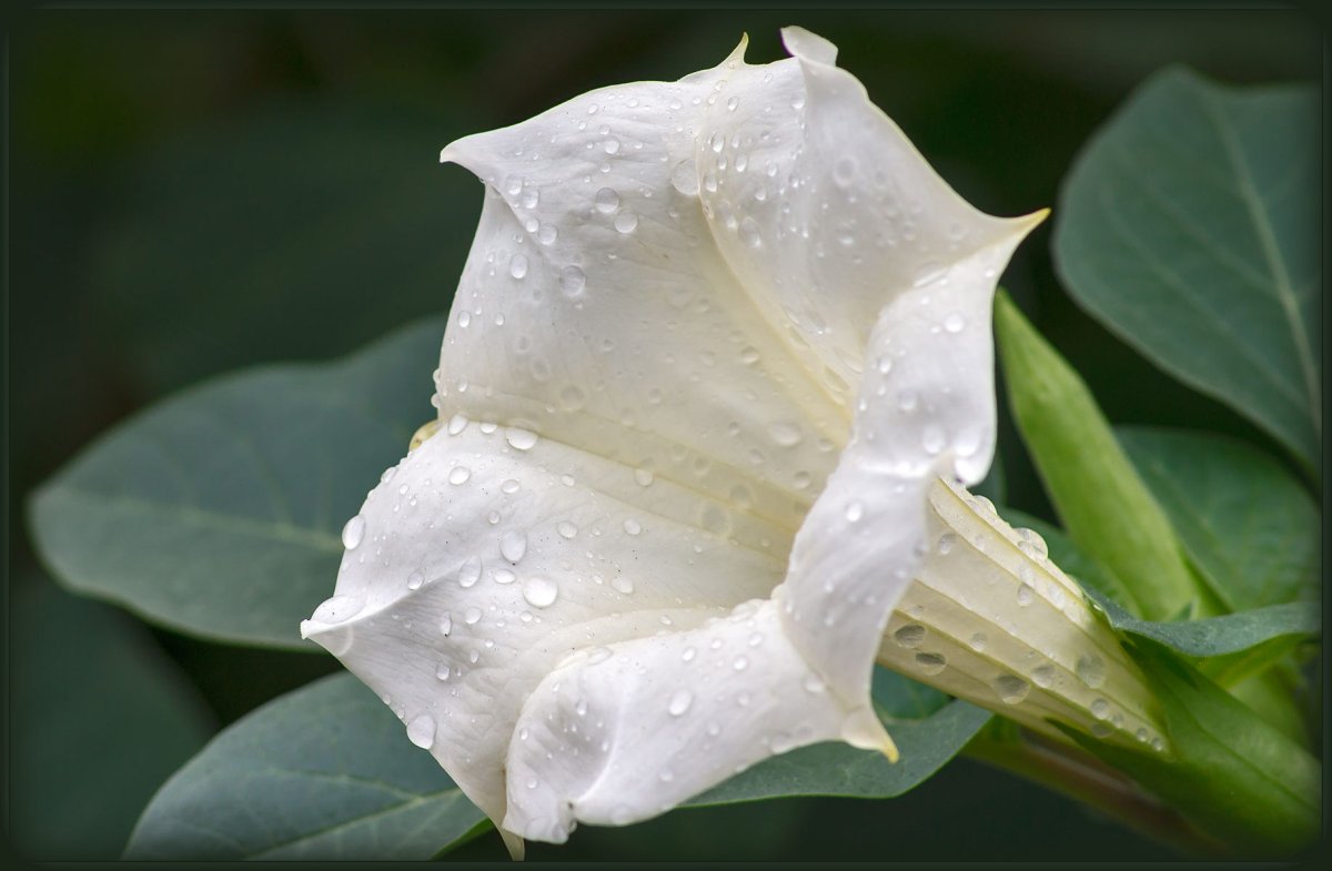 Дурман обыкновенный (Datura stramonium)