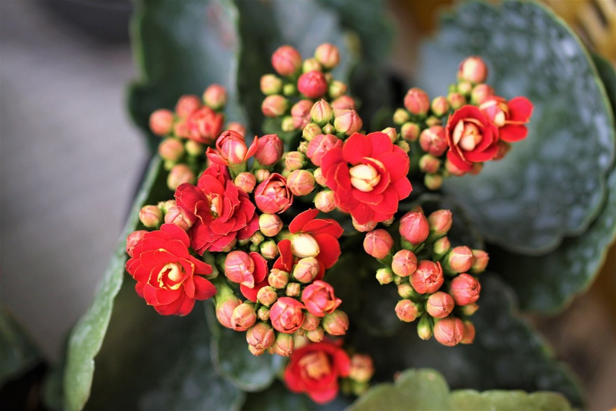 Kalanchoe blossfeldiana