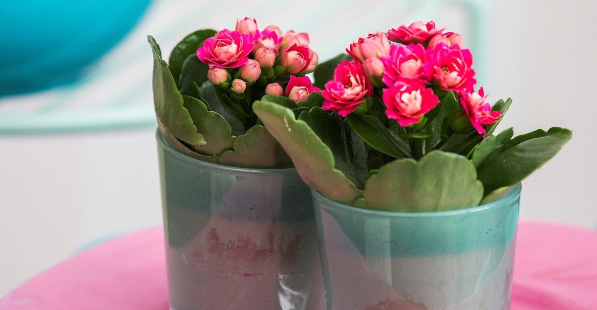 Kalanchoe Wild