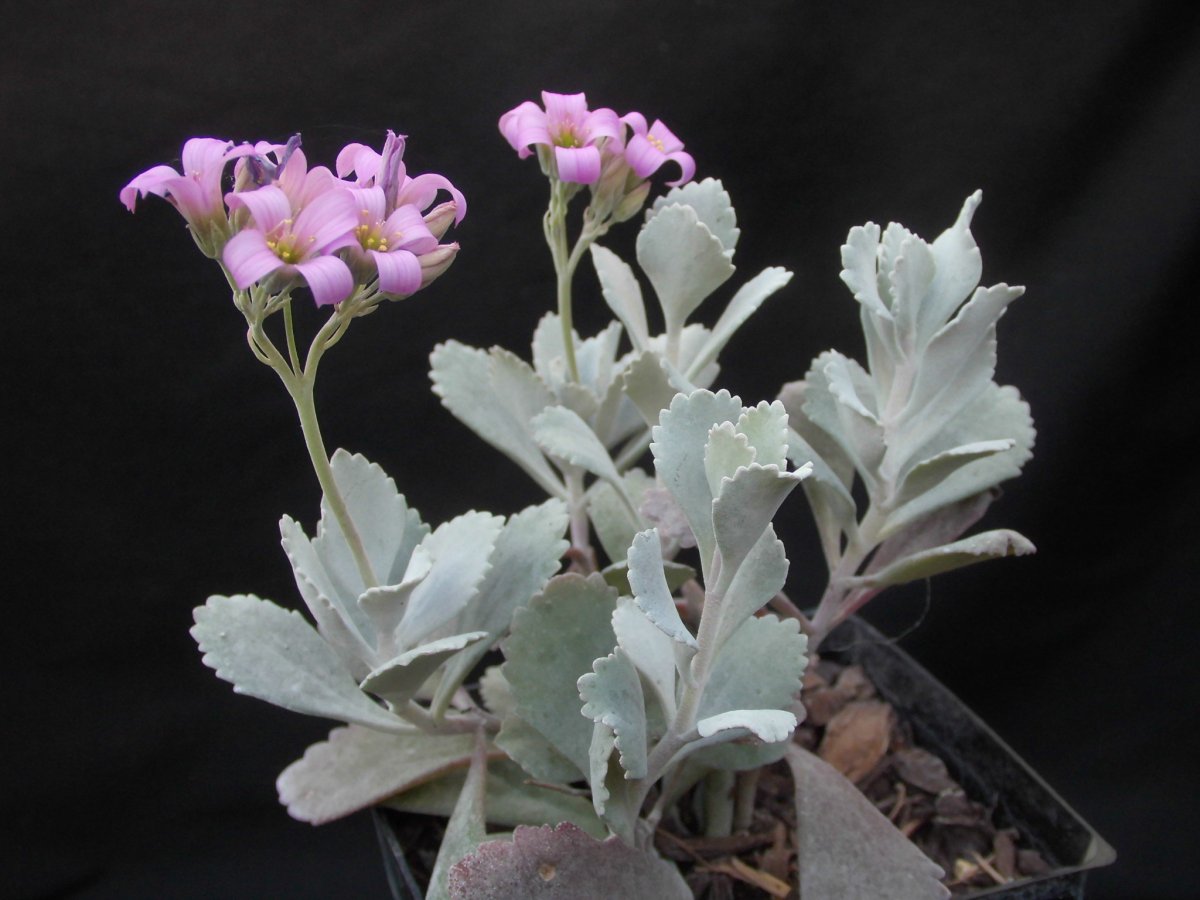 Kalanchoe pumila