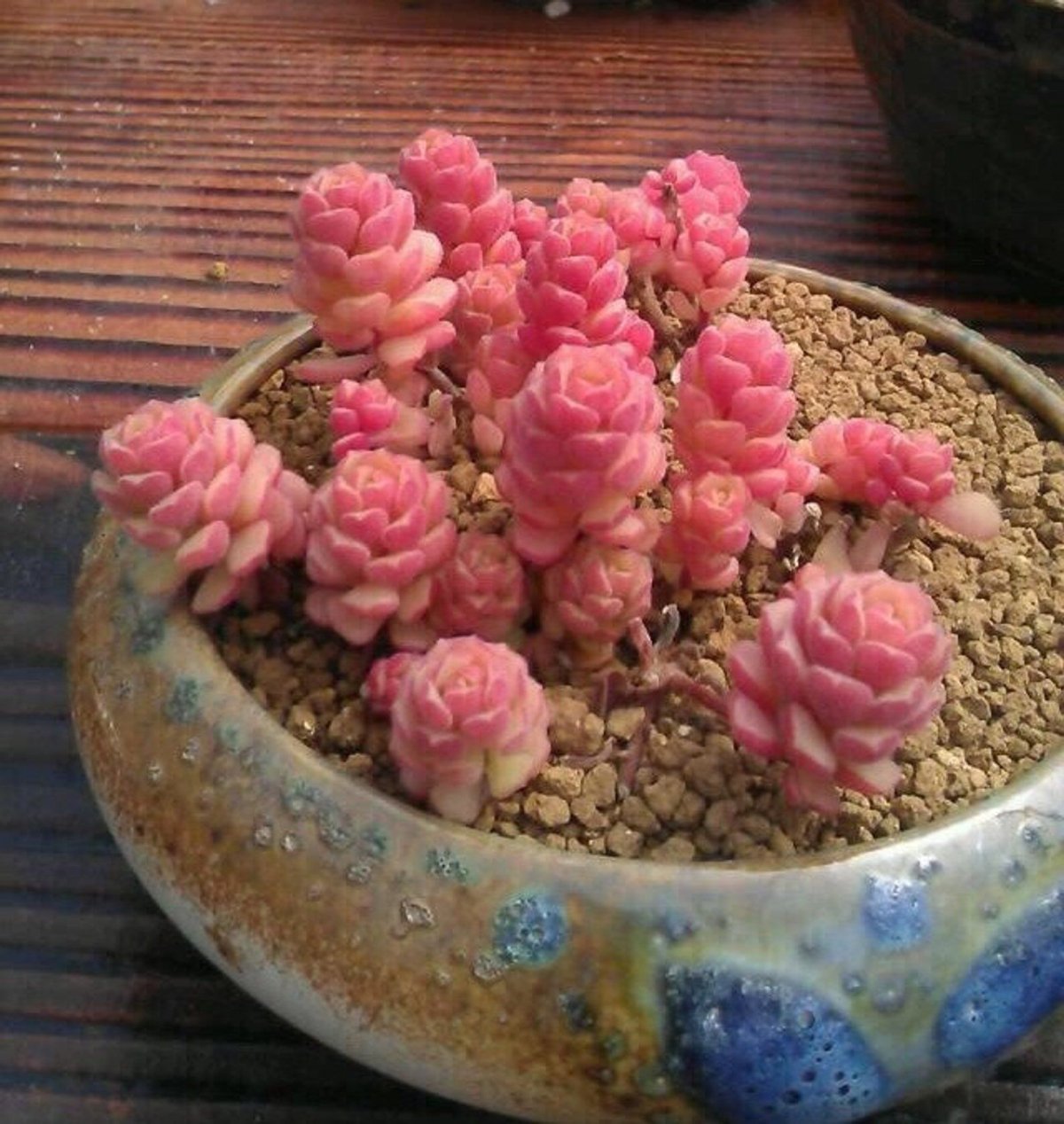 Sedum versadense chontalense