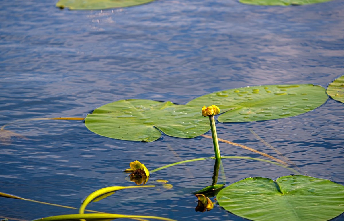 Кубышка малая – Nuphar pumila (Timm) DC.