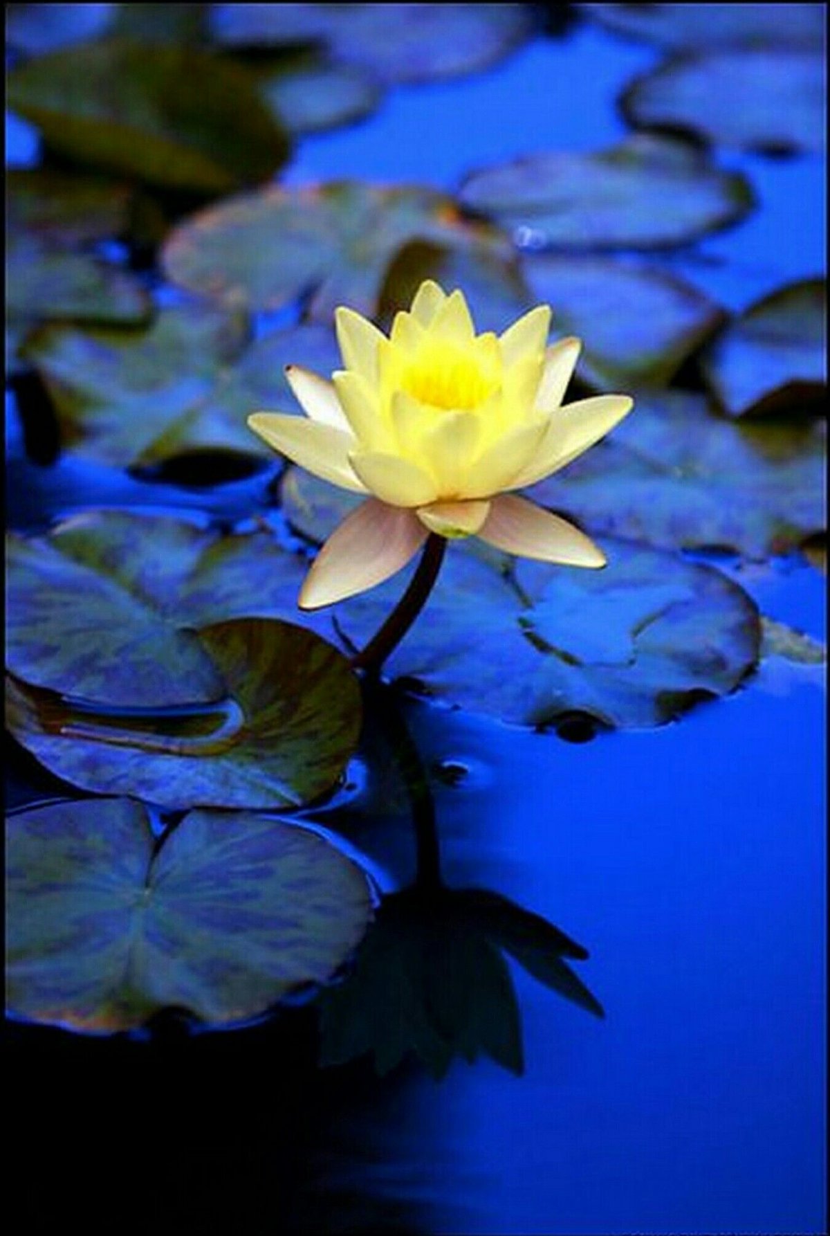 Nymphaea Lotus