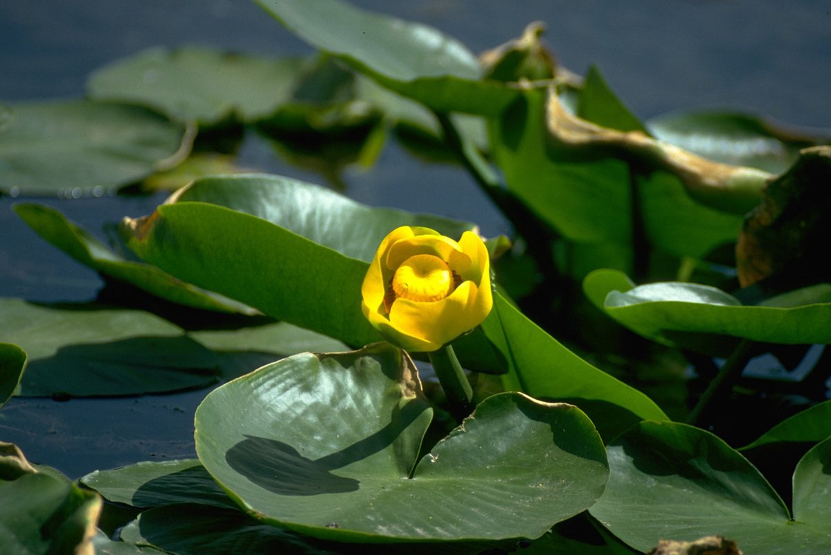 Кубышка желтая (Nuphar lutea)