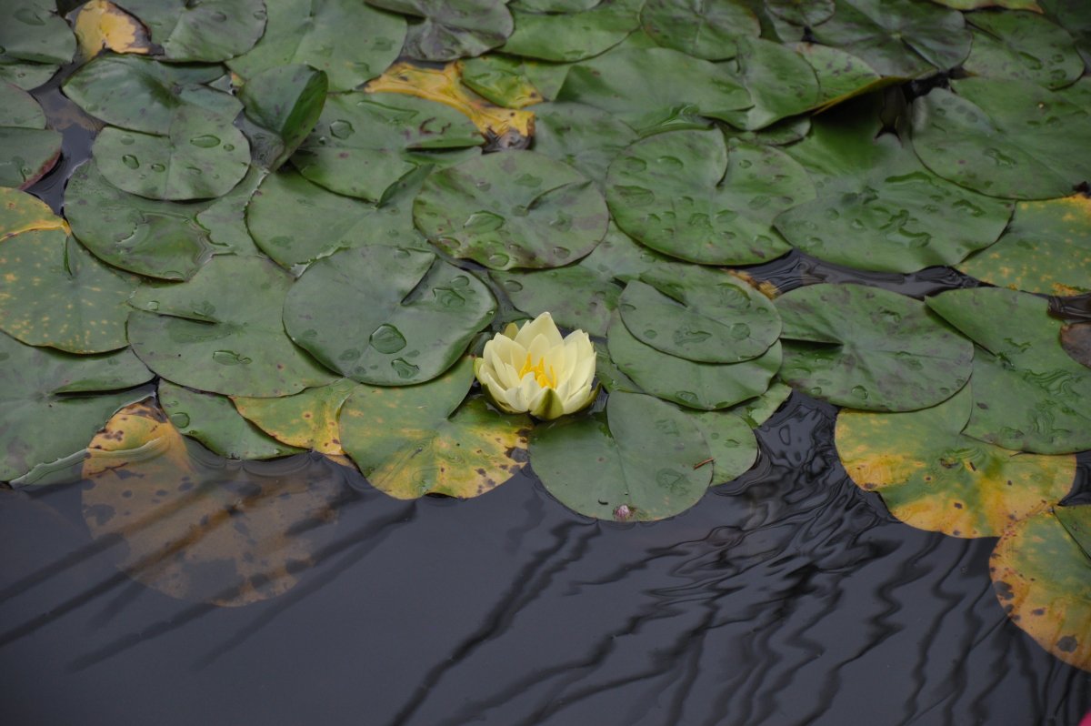 Peace Lily in Water