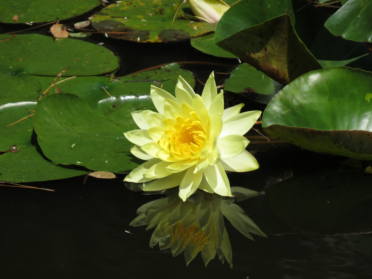 Nymphaea Candida