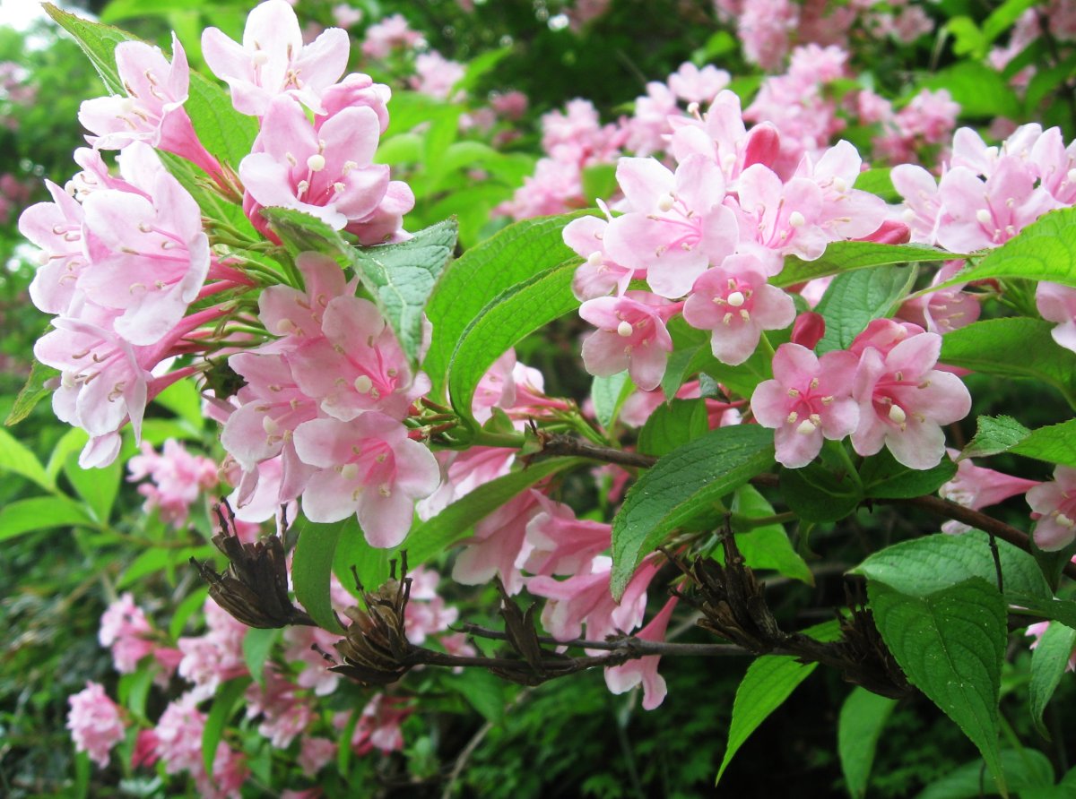 Вейгела Цветущая rosea