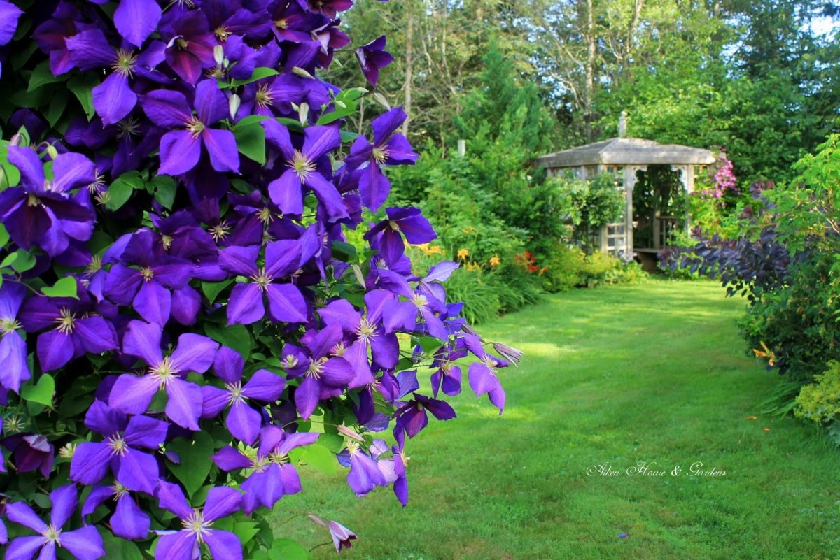 Клематис Rosemoor
