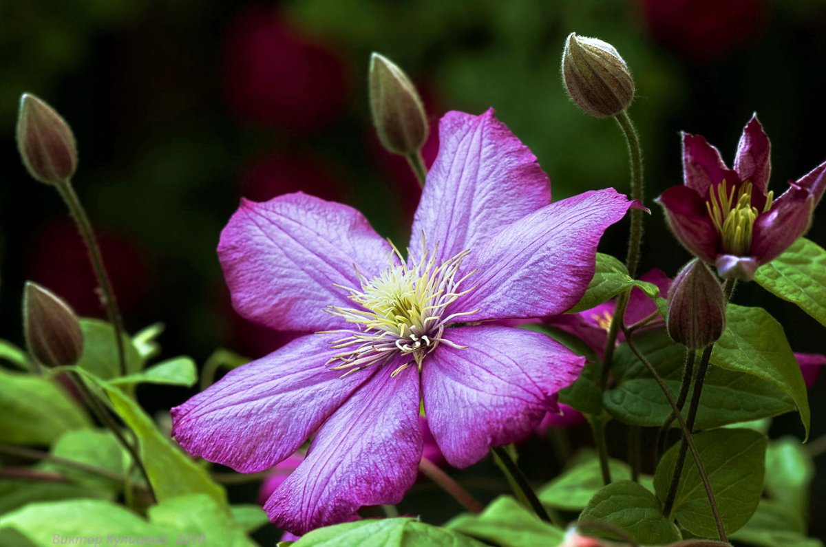 Клематис Clématis Buckland Beauty