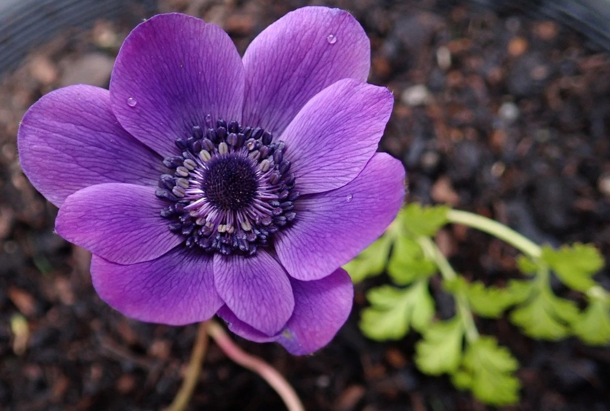 Anemone цветок