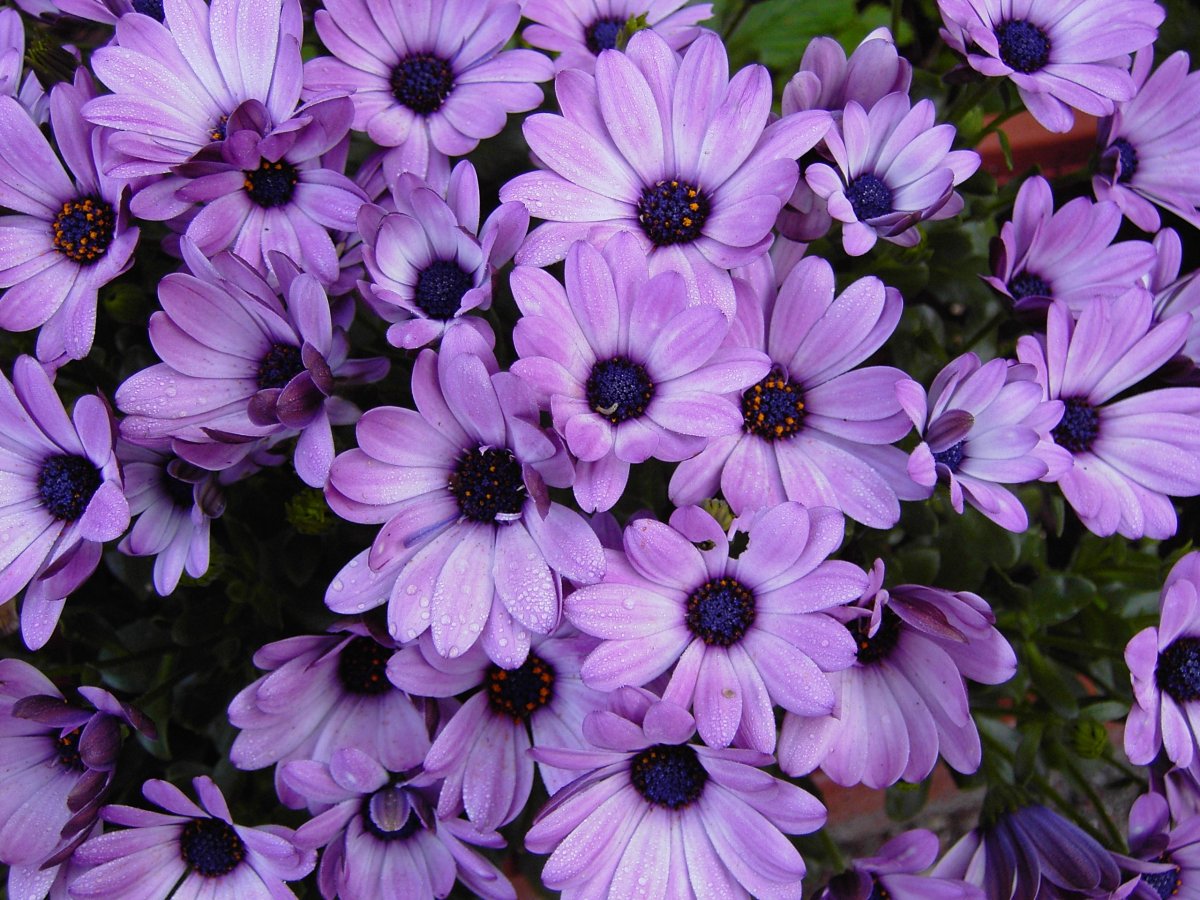 Низкорослые цветы фиолетового цвета