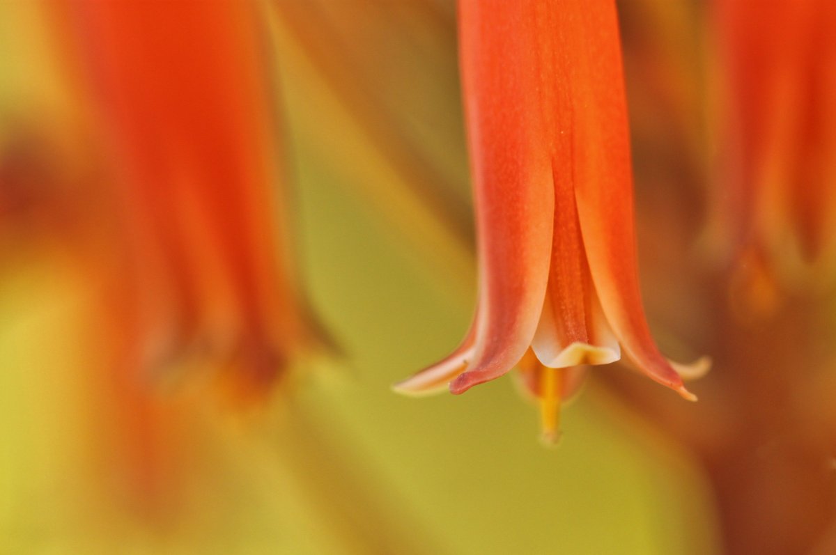 Цветы оранжевые колокольчики