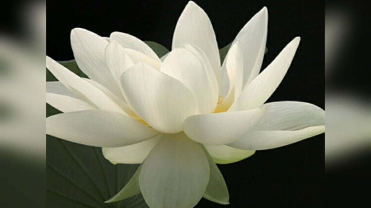 Белый лотос цветы