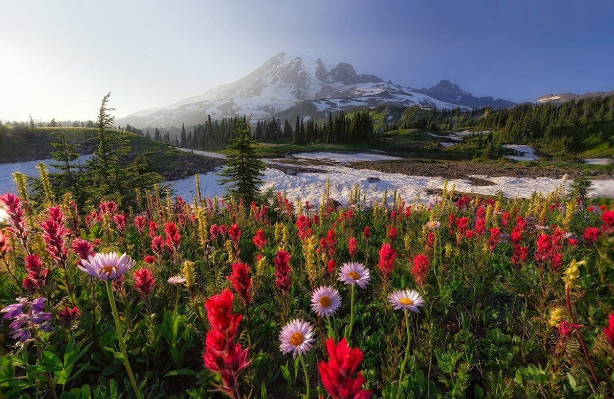 Mount Rainier, цветы Washington