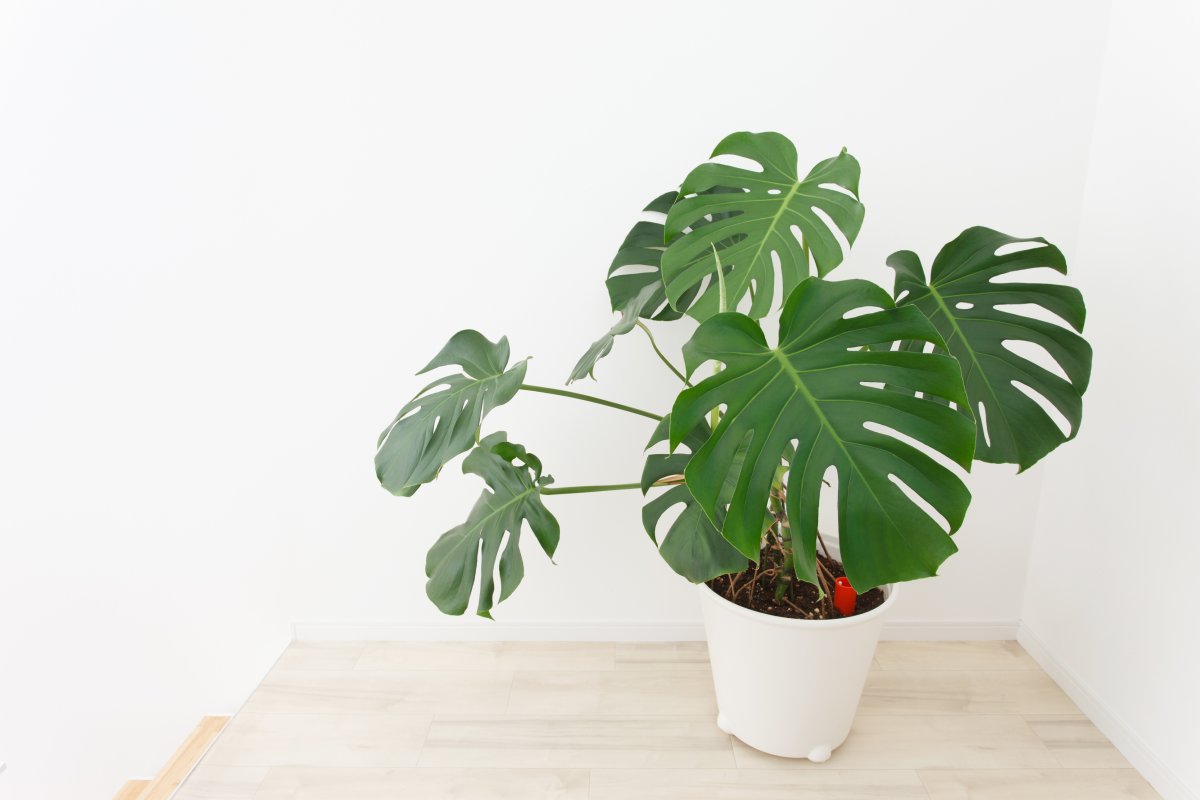 Монстера Делициоза (Monstera deliciosa)