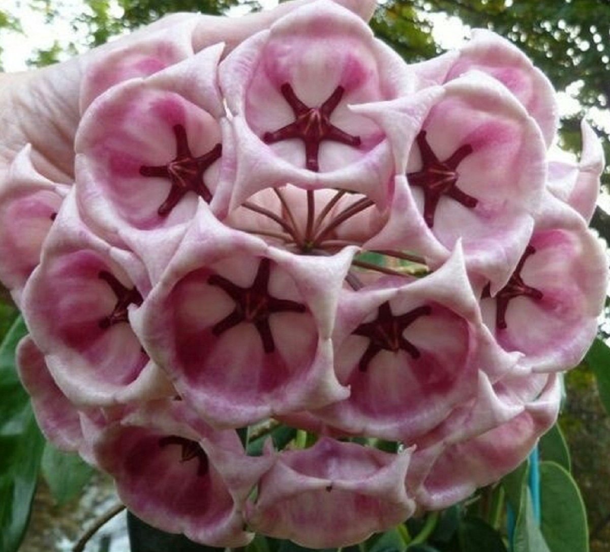 Хойя Hoya archboldiana
