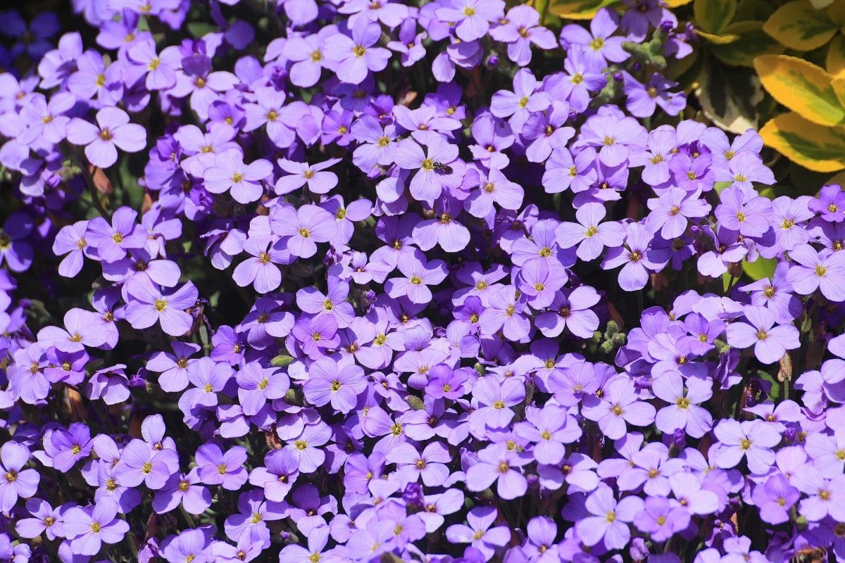 Brassicaceae Aubrieta