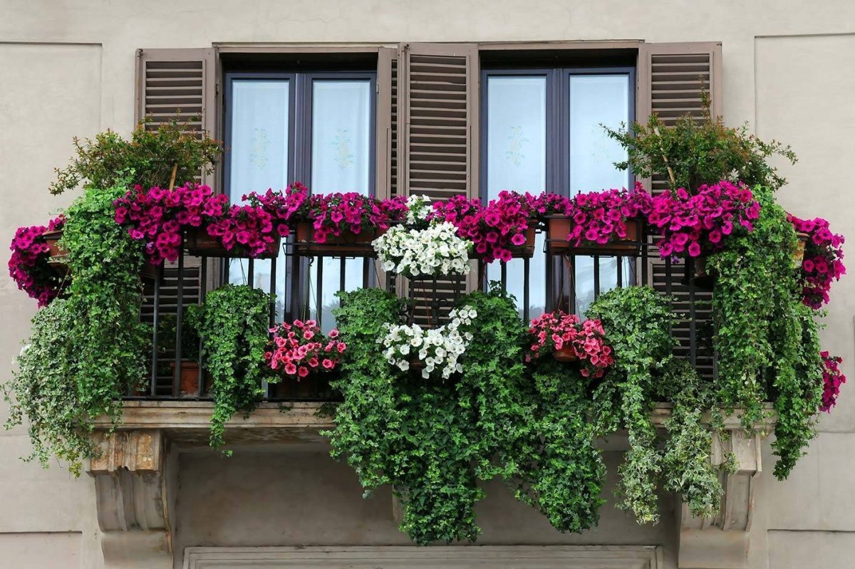 Висячие балконные цветы