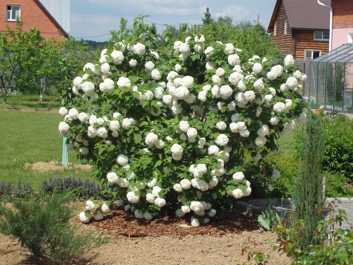 Калина бульденеж Розеум