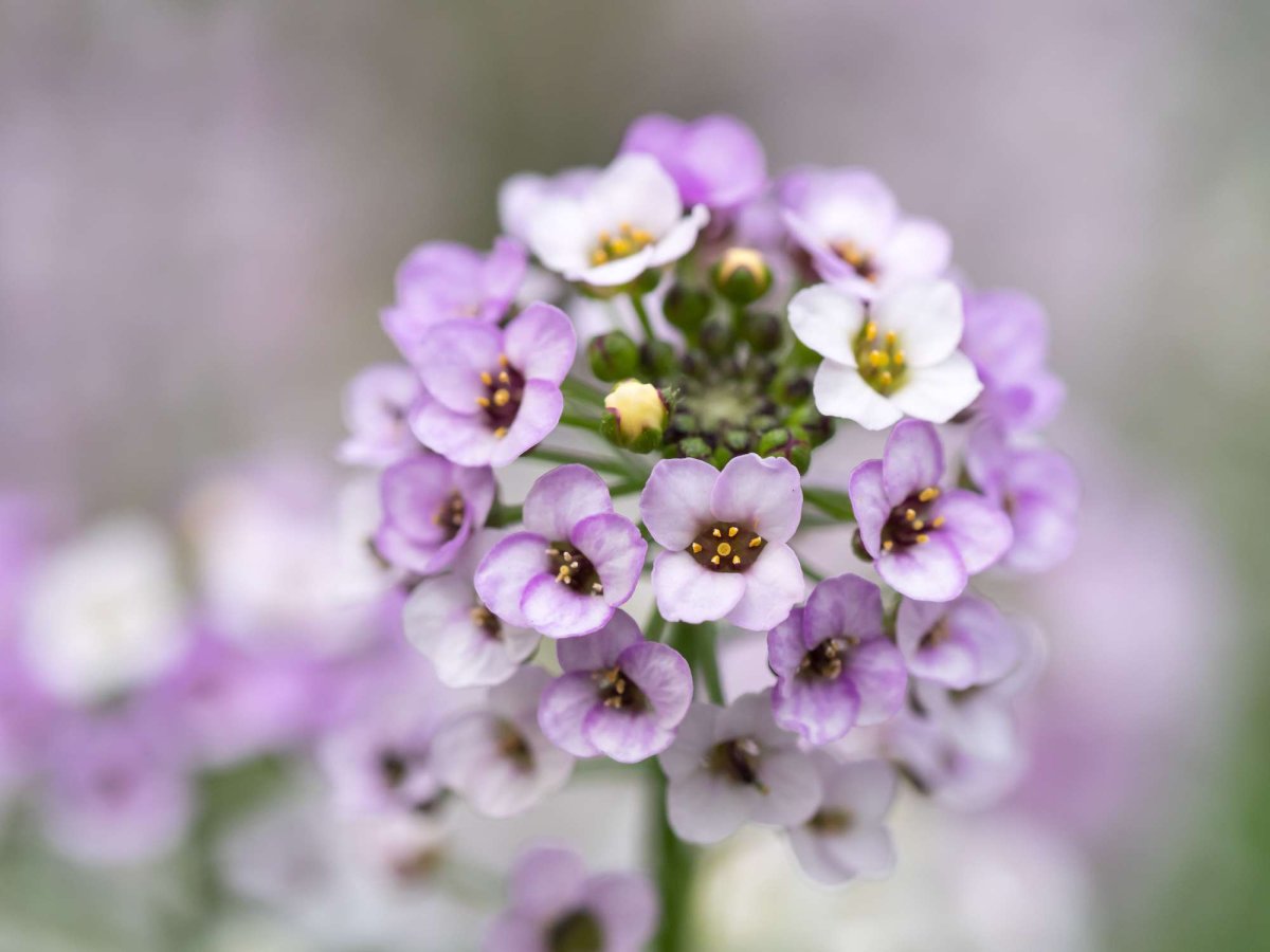 Alyssum spinosum 'Roseum'