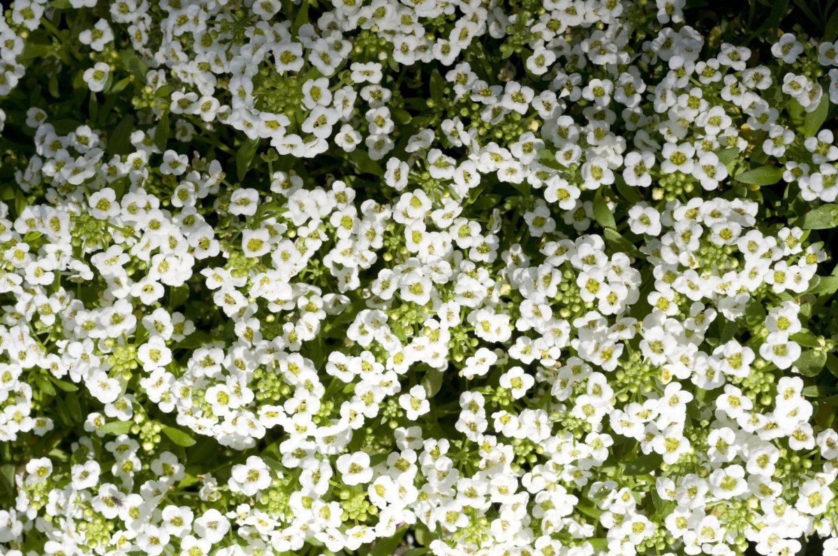 Алиссум/Бурачок разностебельный (Alyssum diversicaule)