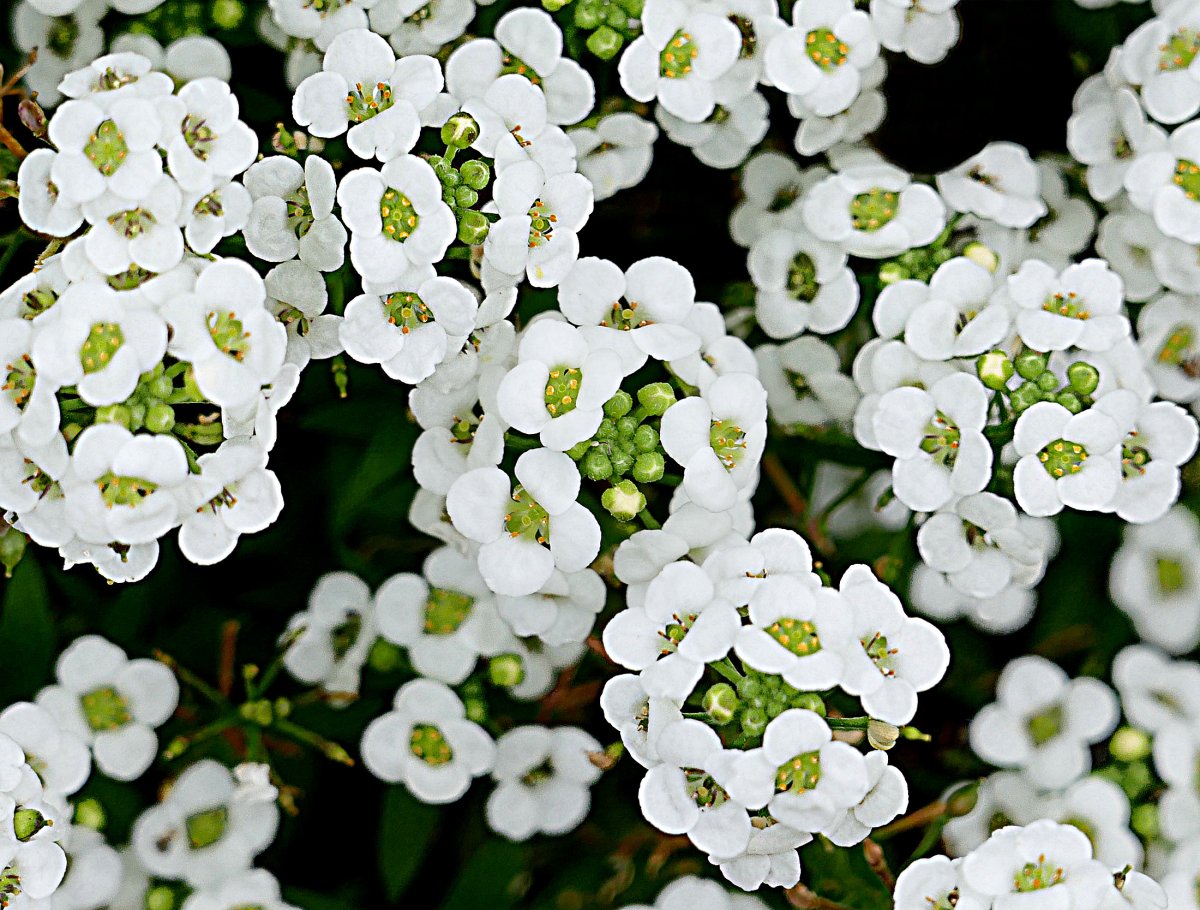 Алиссум Lobularia maritima