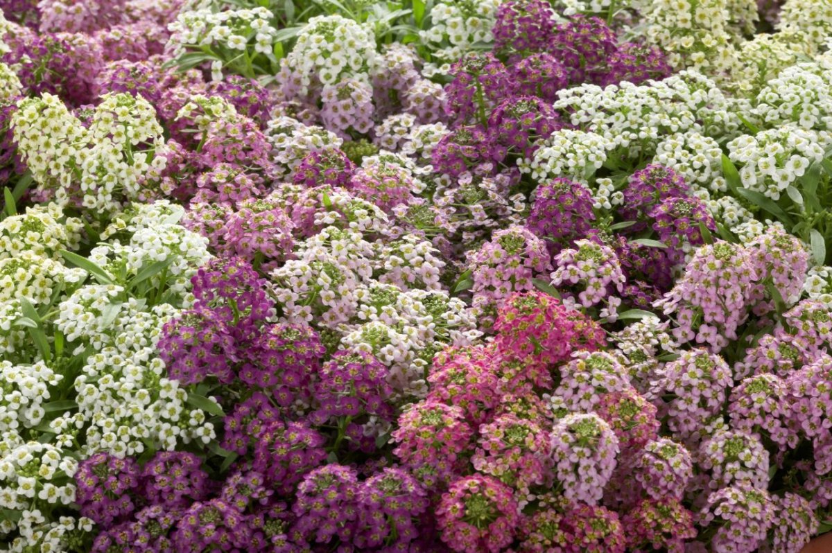 Алиссум морской (Lobularia maritima) "tiny tim"