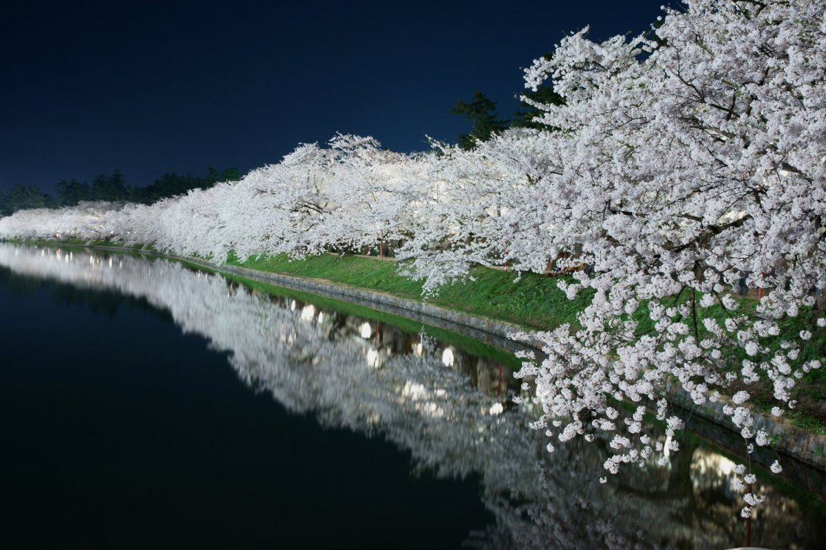 Белые цветы в японии