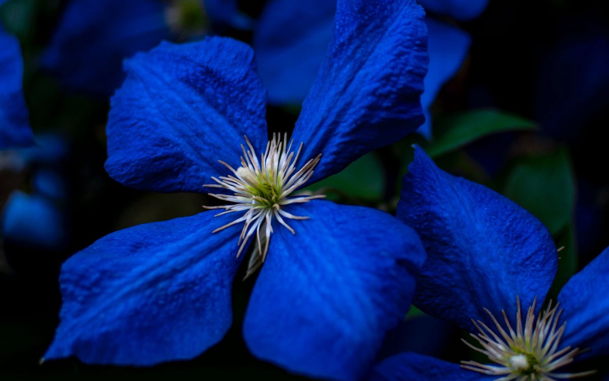 Редкие синие цветы