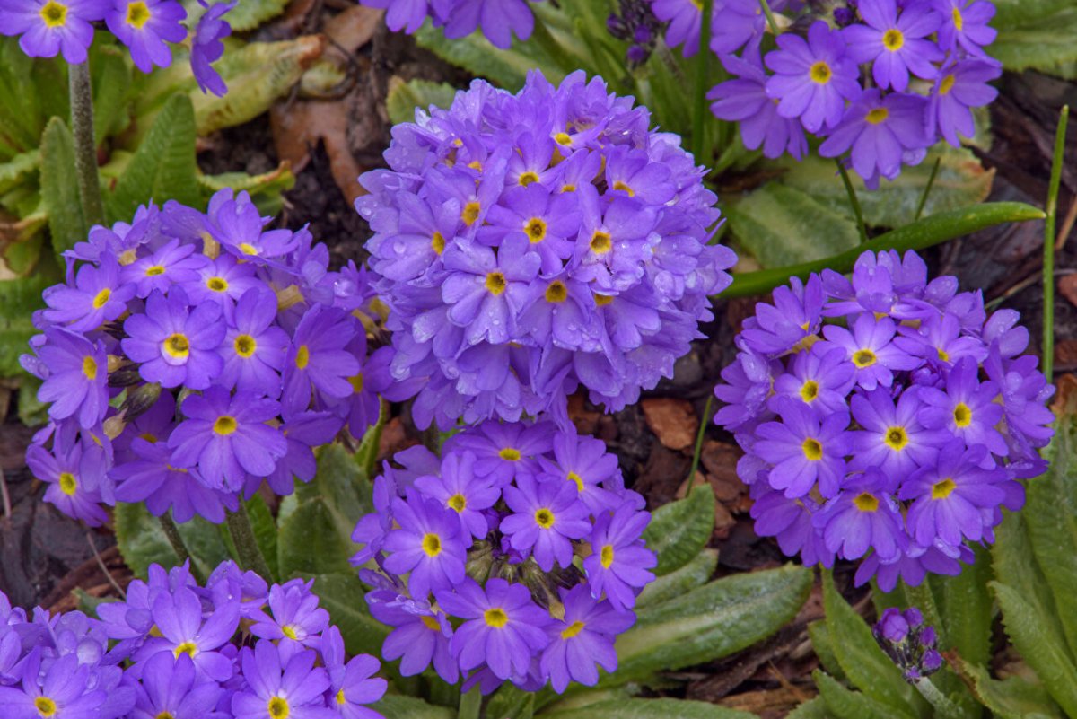 Примула (Primula) Lilac