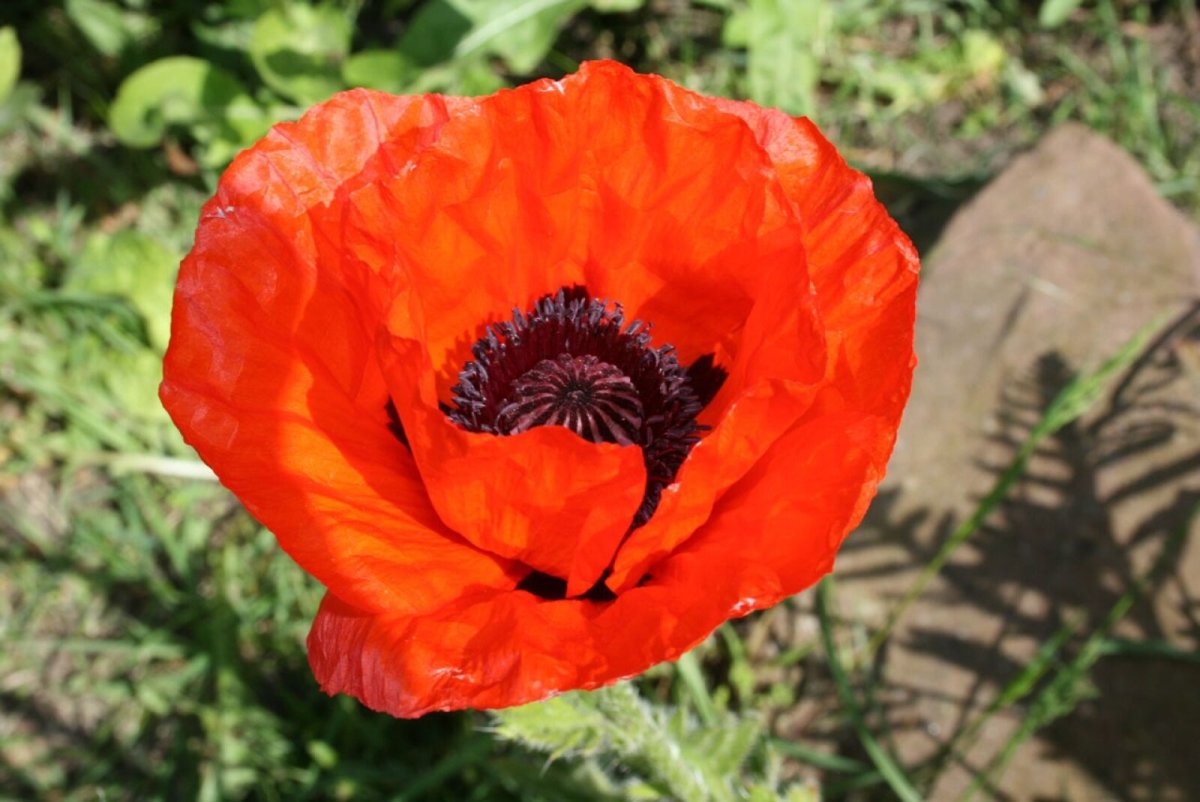 Topaz Poppy Red