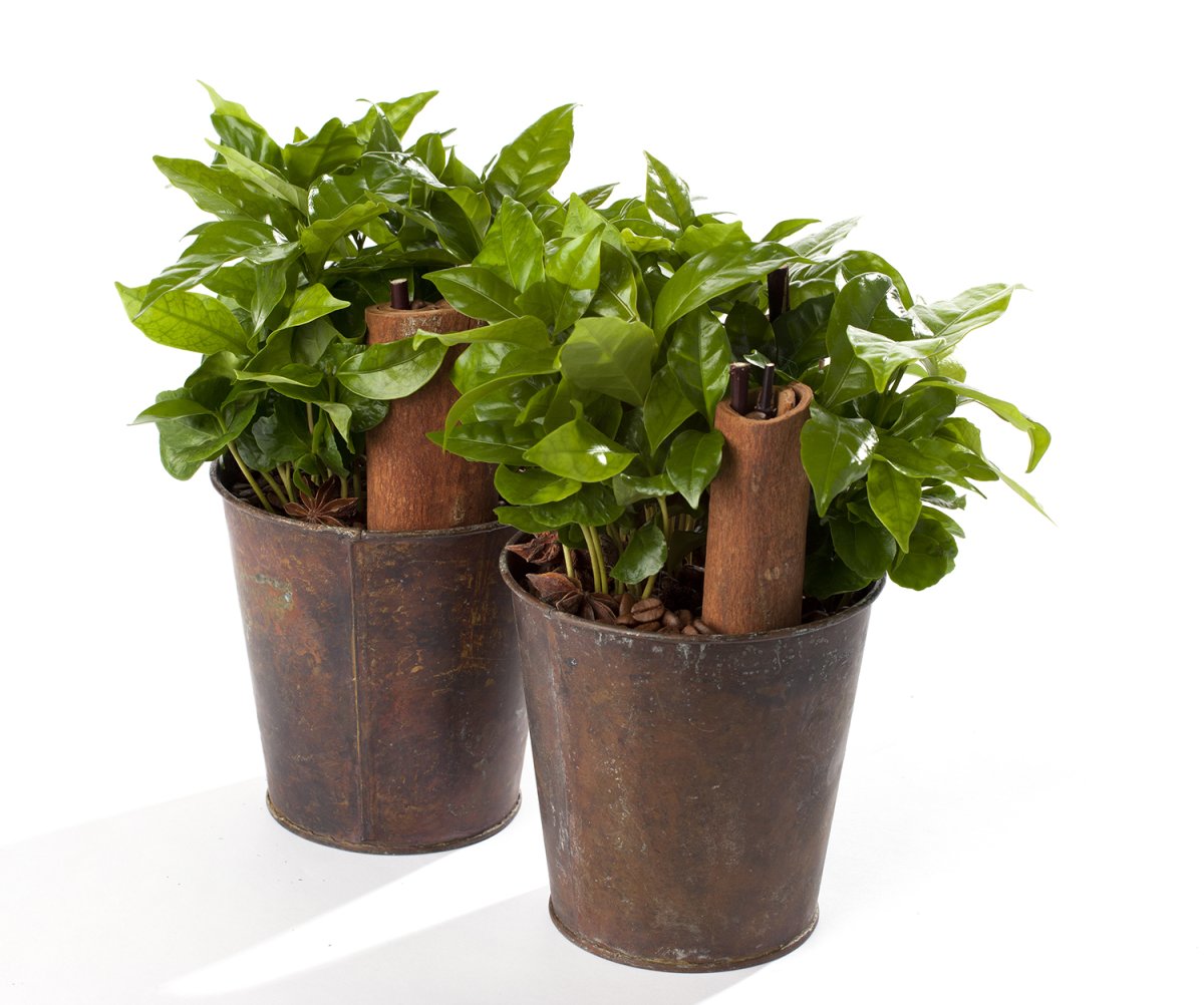 Coffea Arabica растение