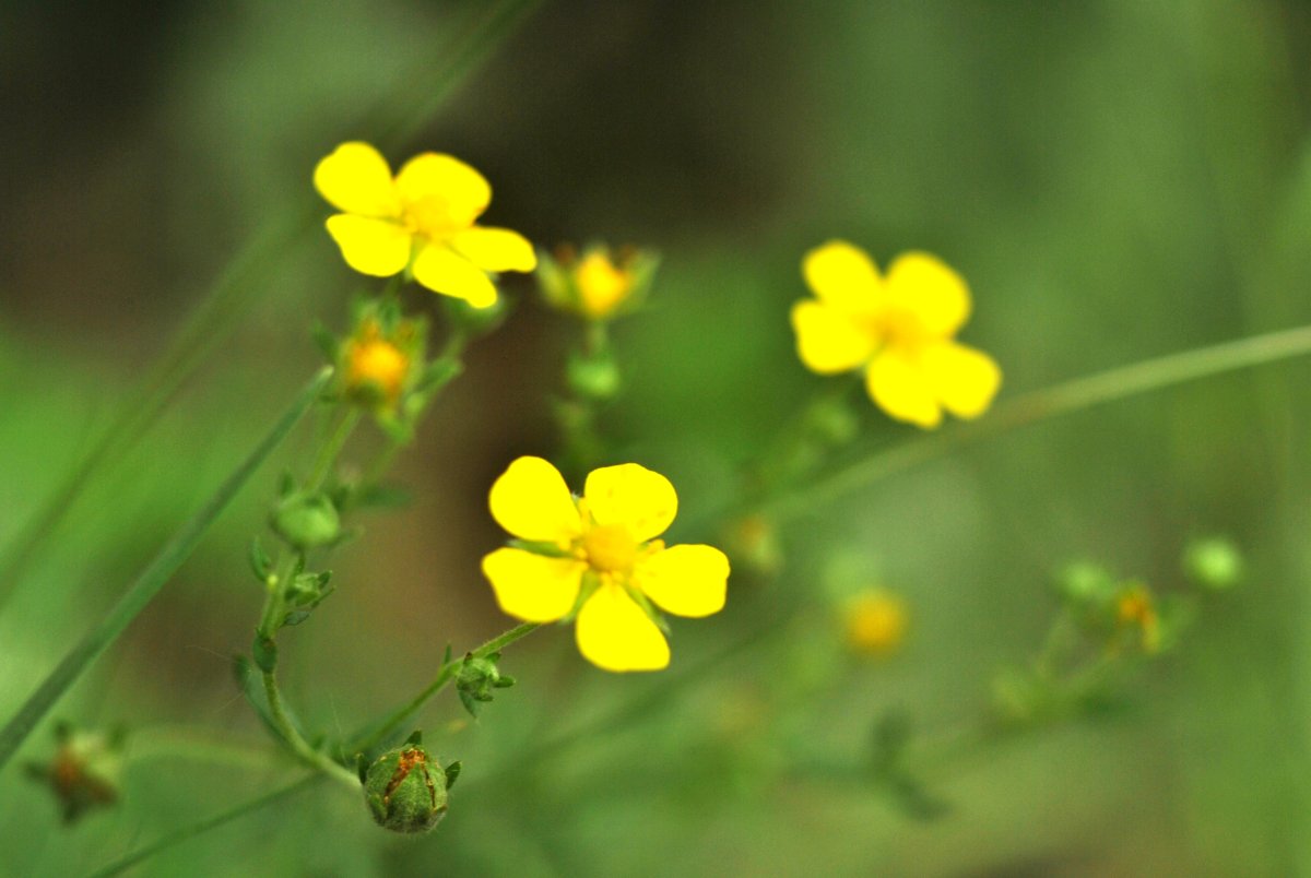 Растение с желтыми маленькими цветами