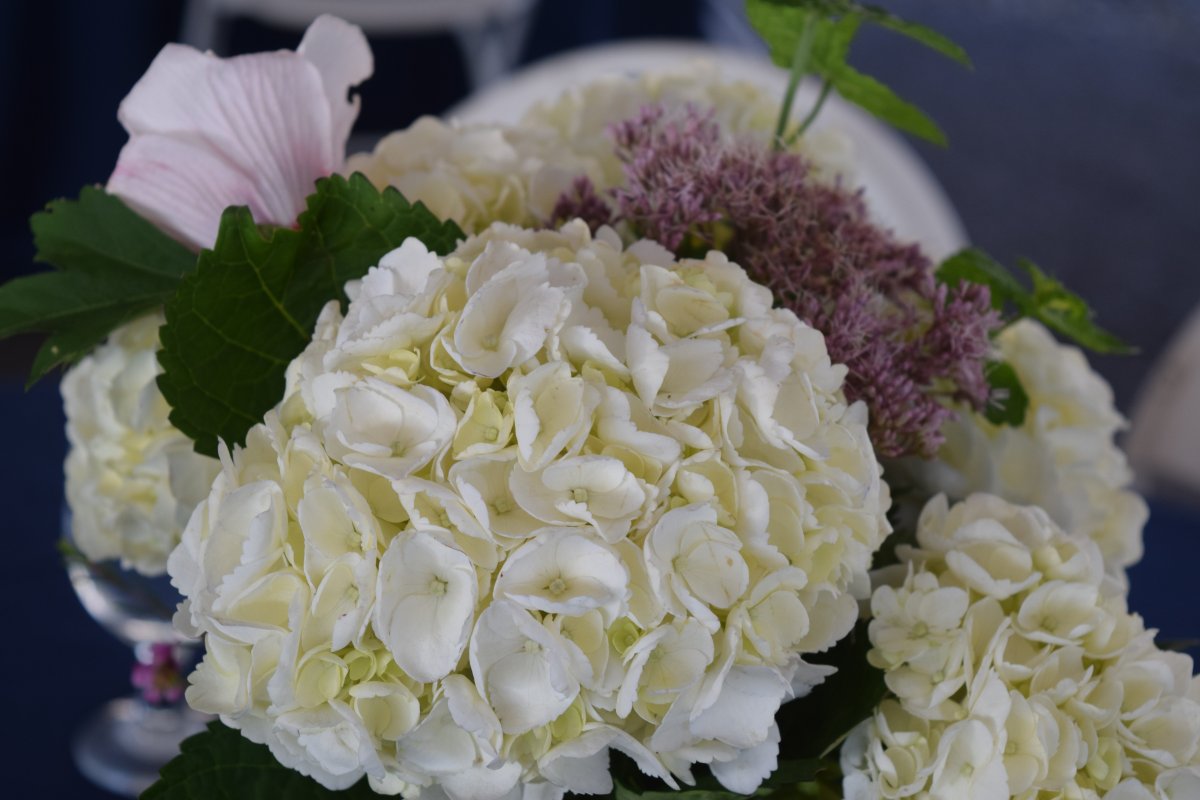 Гортензия doppio Bianco
