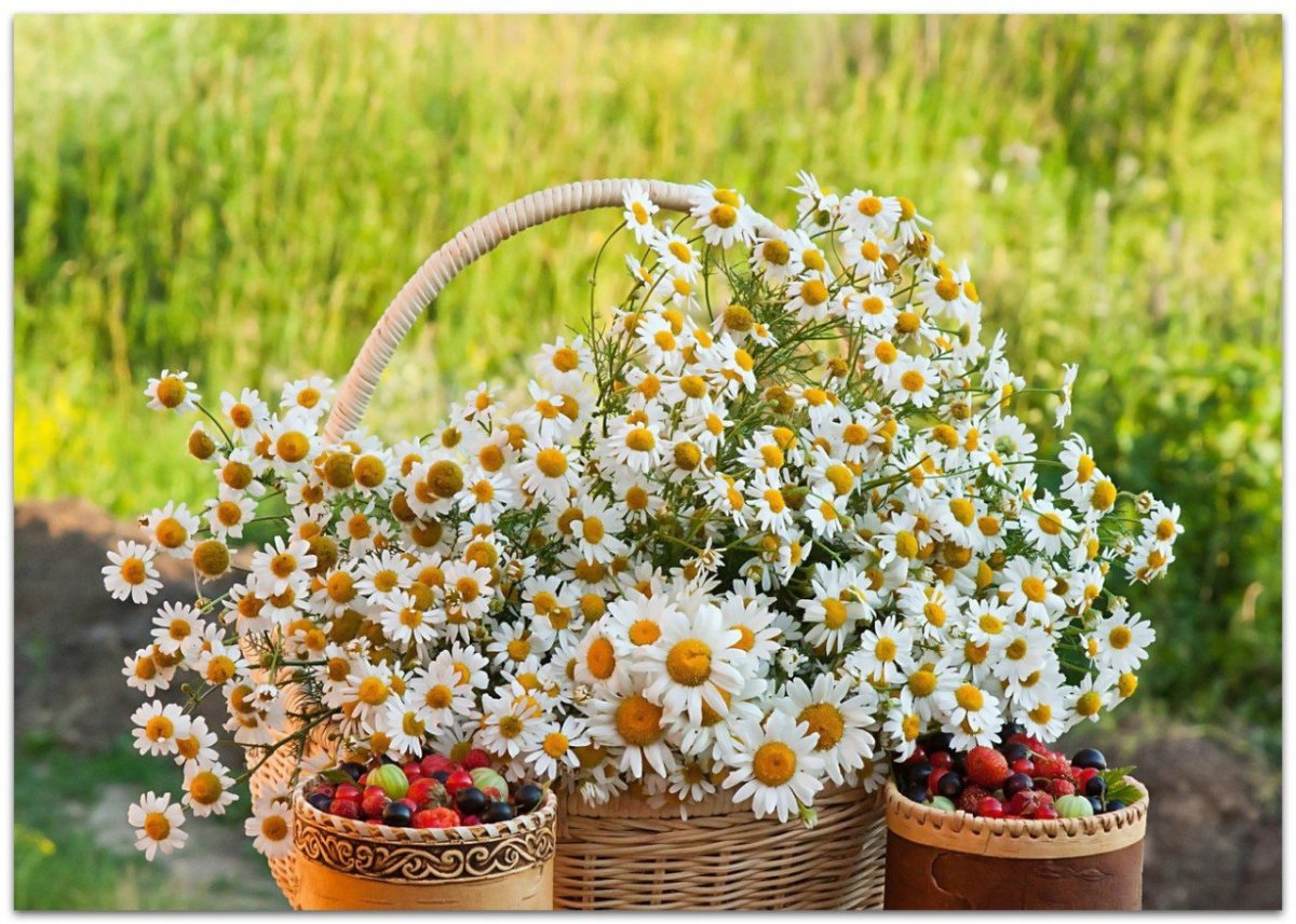 Милые ромашки