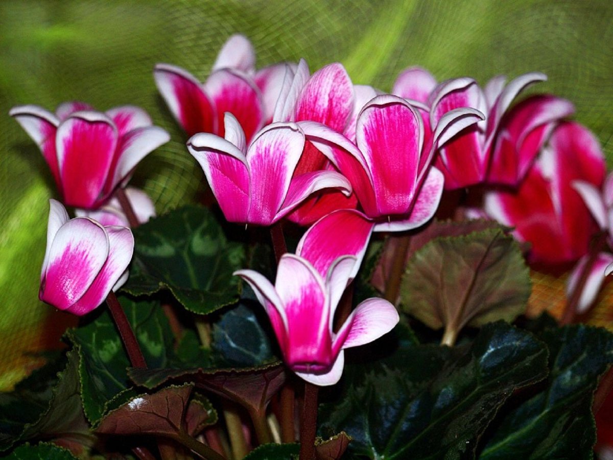 Цикламен (амариллис)