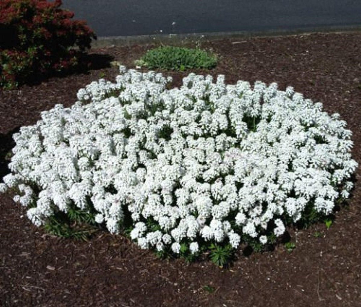 Белые многолетние цветы