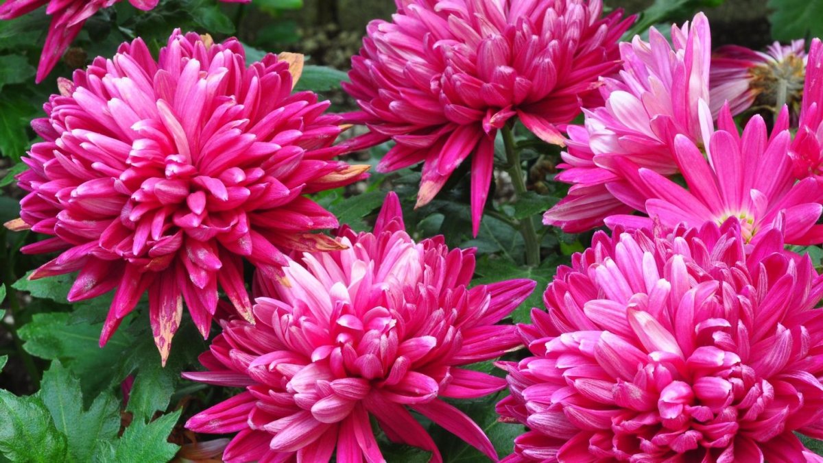 Хризантема Allouise Pink