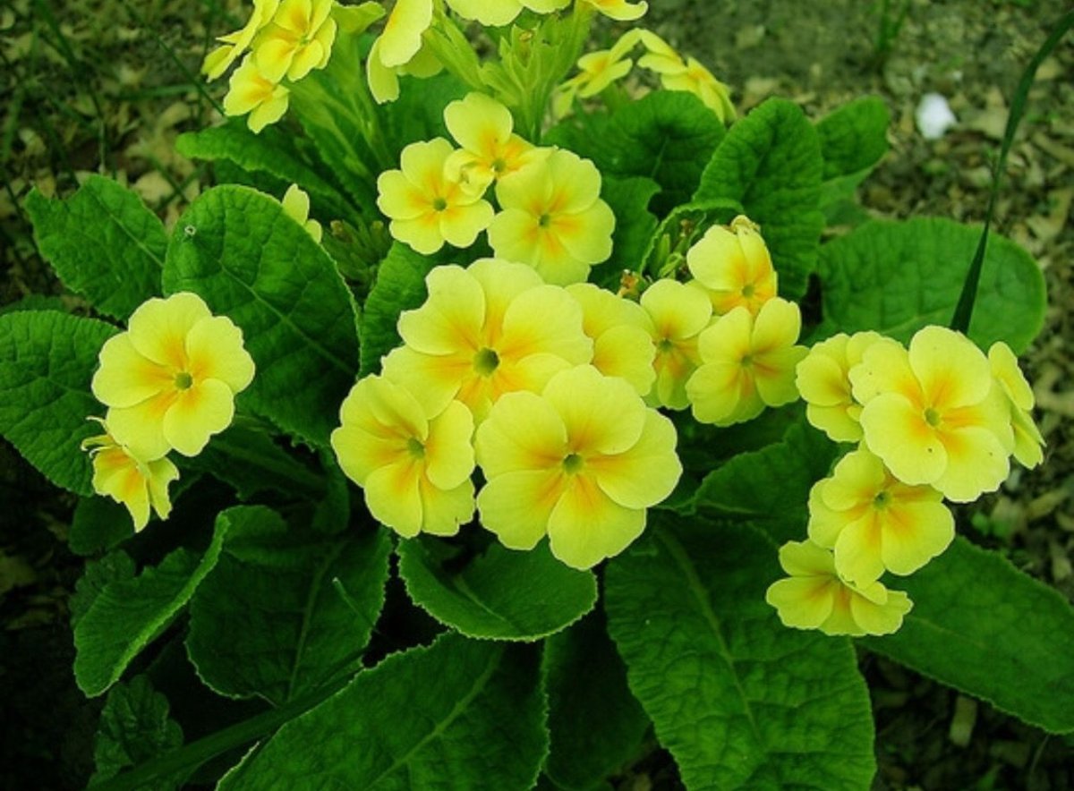 Примула обыкновенная Yellow